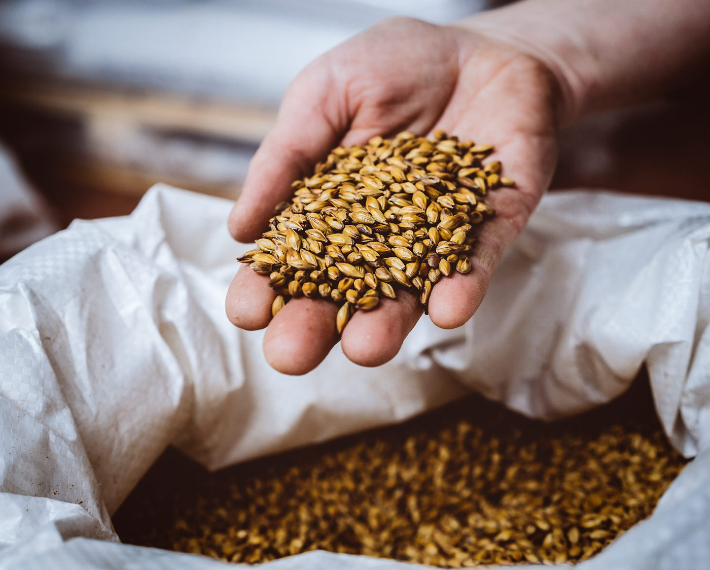 Person holding handfull of grains over a large bag of grains
