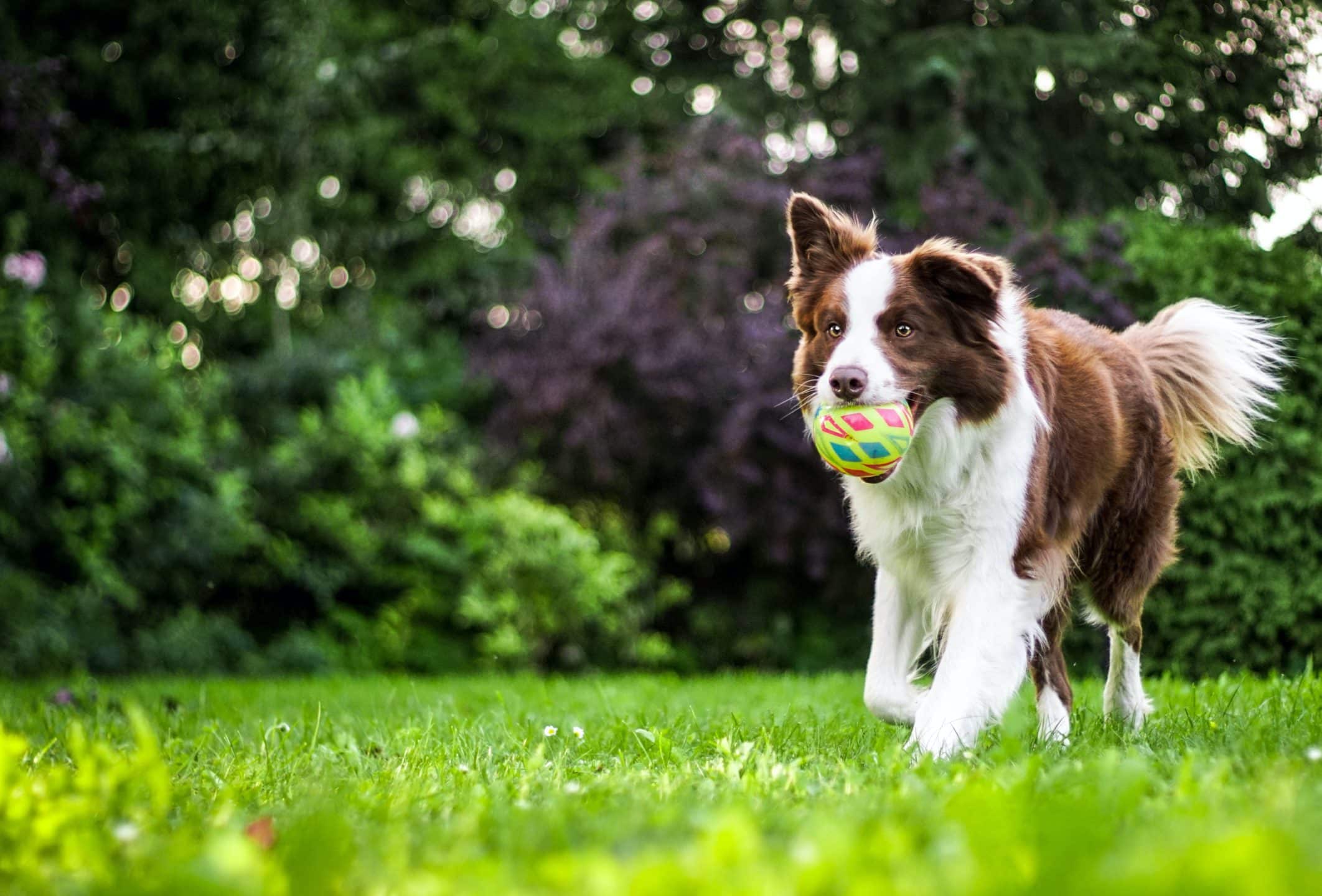 Collie running in a park carrying a ball