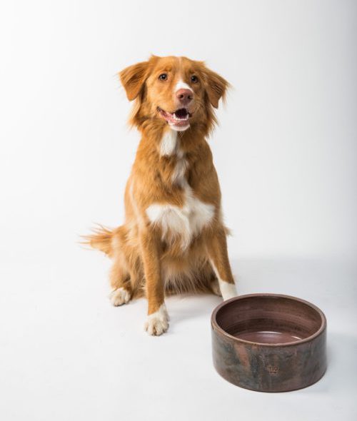 Medium light brown dog patiently waiting for dinner, sitting next to an empty dog bowl