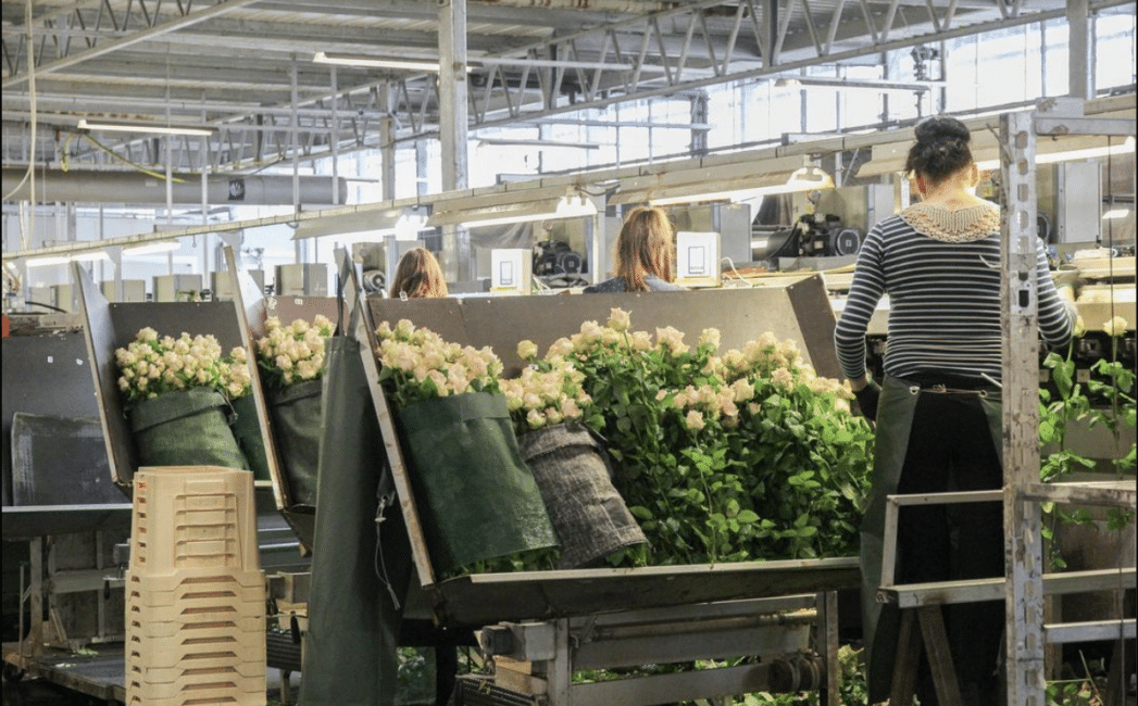 Workers bundle cut flowers in a warehouse