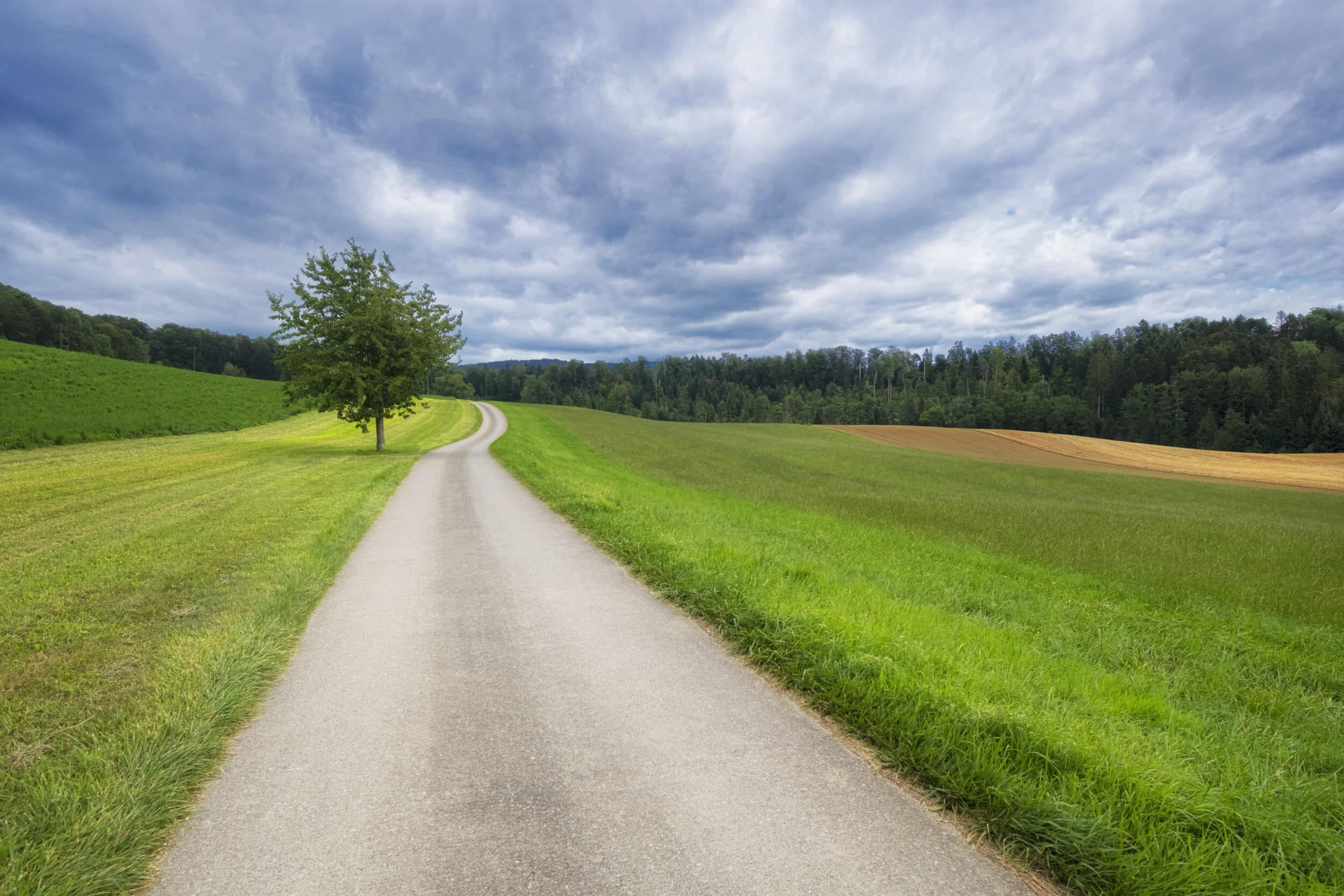 Countryside road with green gras and trees either side