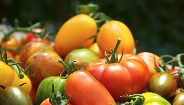 Maxoptra Helps The Tomato Stall Deliver Fresh Produce Across UK