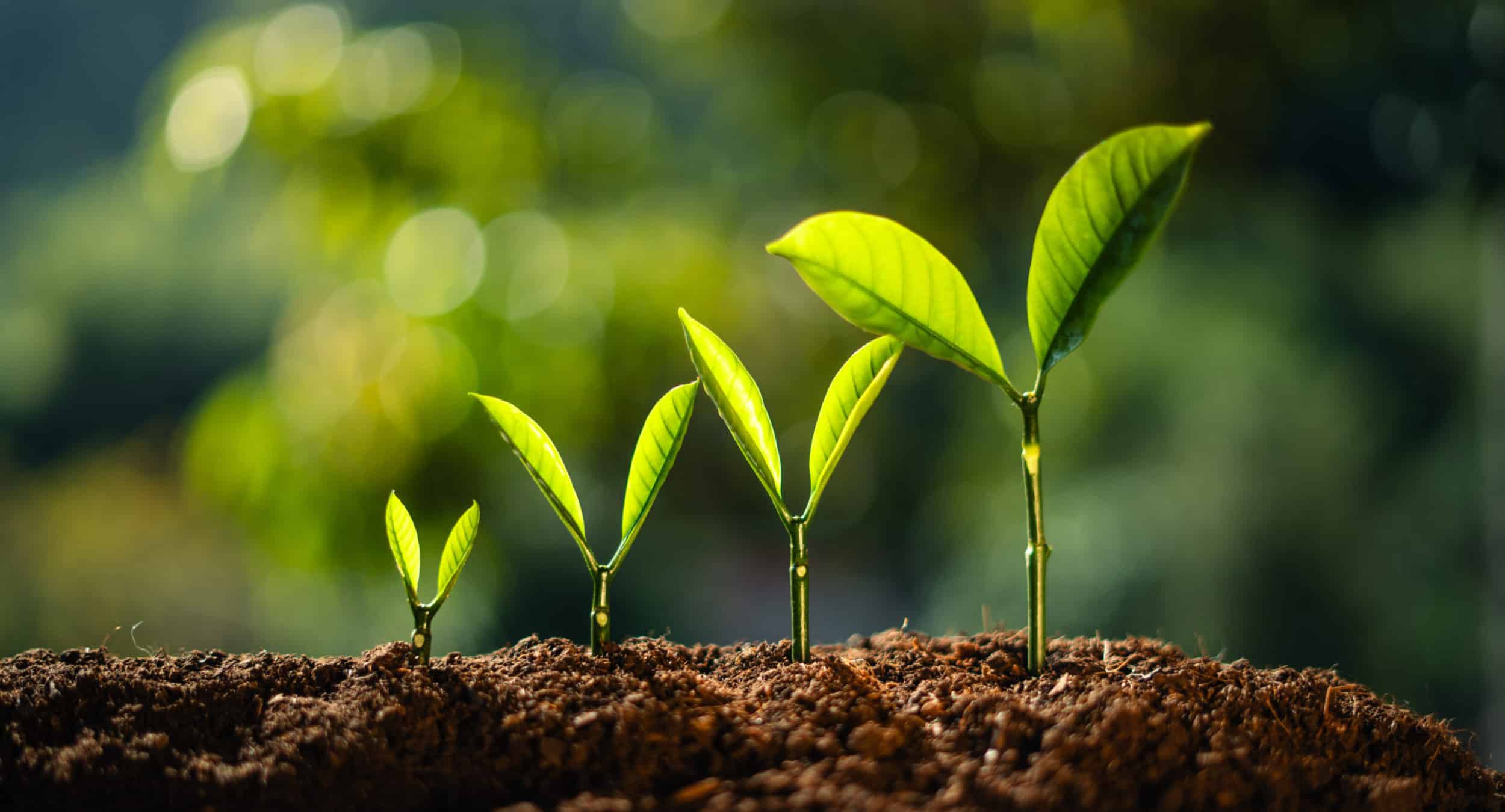 Planting seedlings young plant in the morning light on nature background