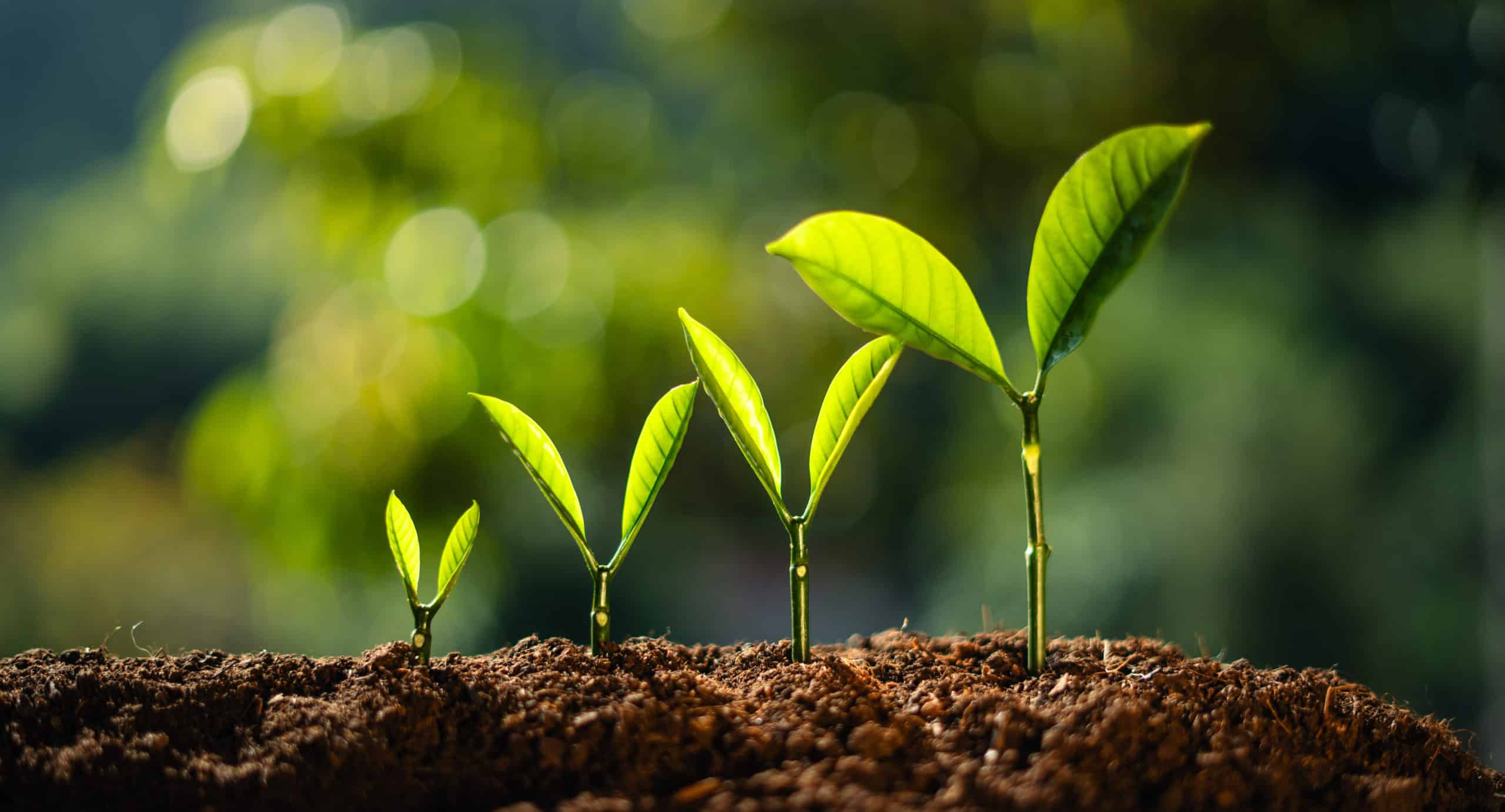 Planting seedlings young plant in the morning light on nature background
